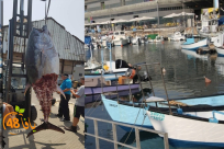 يافا: من جديد - اصطياد سمكة تونة ضخمة في بحر يافا 